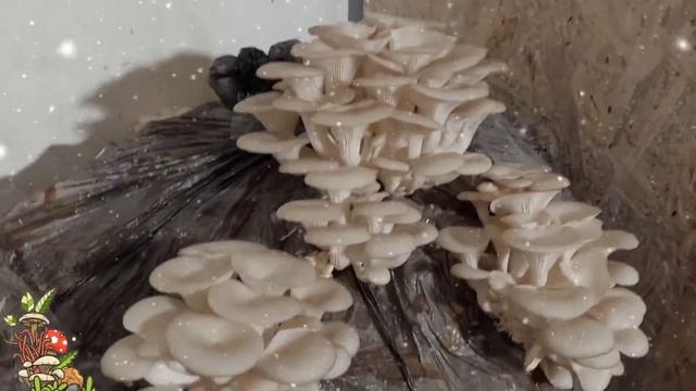 вешенки, первая волна ? смотреть онлайн