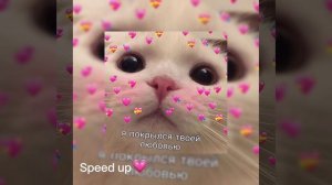 Чёрные глаза /полная песня Black eyes #черныеглаза #лювас #котики