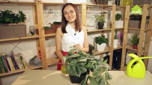 Советы флориста. Сциндапсус: как правильно ухаживать и пересадить