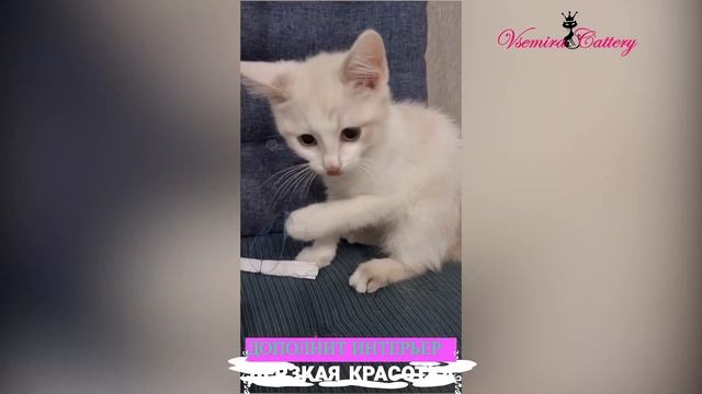 Клоди-кошечка с голубыми глазками. #голубоглазаякошка #котята #кошки #бенгальскаякошка смотреть онлайн