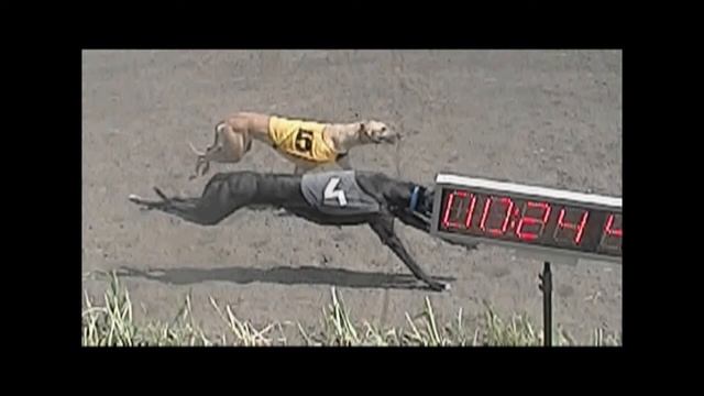 Борзые на Дону. Бега 17 августа 2103г. 12 забег смотреть онлайн