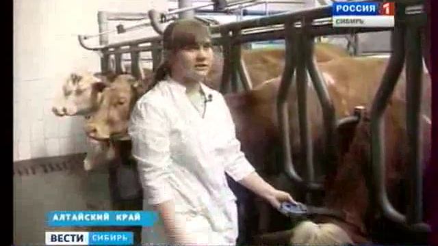 В Алтайском крае появился коровник, управляемый через Интернет смотреть онлайн