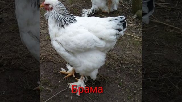 PARRANDA ISHQIBOZLARI. Брама светлый ва колумбийское. #брама #dekorativniy #chicken