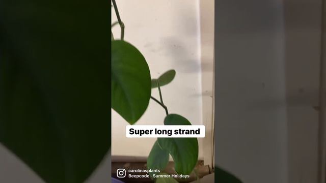 Let’s repot this Scindapsus Jade Satin. Look at that roots!!!! смотреть онлайн