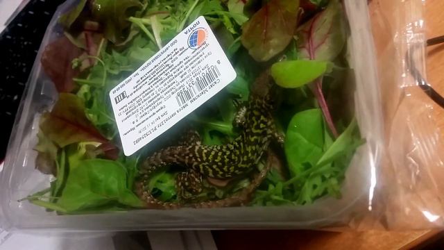 Ящерица в салате.