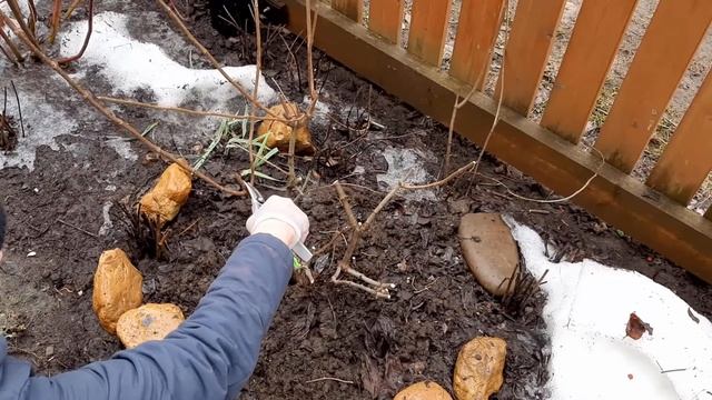 Весенняя обрезка метельчатой гортензии