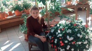 Ампельные импатиенсы (бальзамины) осенью