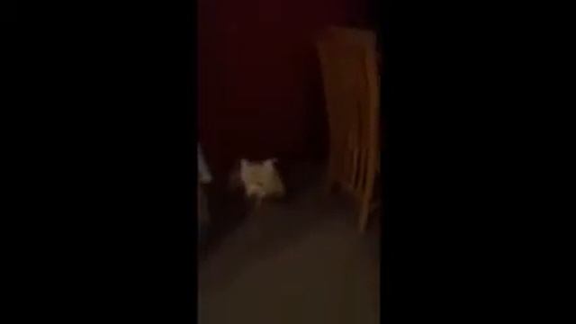 mad dog! смотреть онлайн