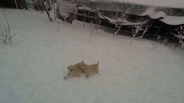 Алабай Рома.🐾🐶🐾 СНЕГ- ЩЕНЯТА АЛАБАЕВ - ЧТО МОЖЕТ БЫТЬ ПРЕКРАСНЕЙ??😍 смотреть онлайн