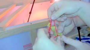 Шпагатик или Вертолетик у цыплят и перепелят / Как вылечить / Что делать