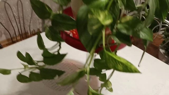 Комнатные цветы на моей кухне.Шевлера,Сциндаптус,Крупномеры.