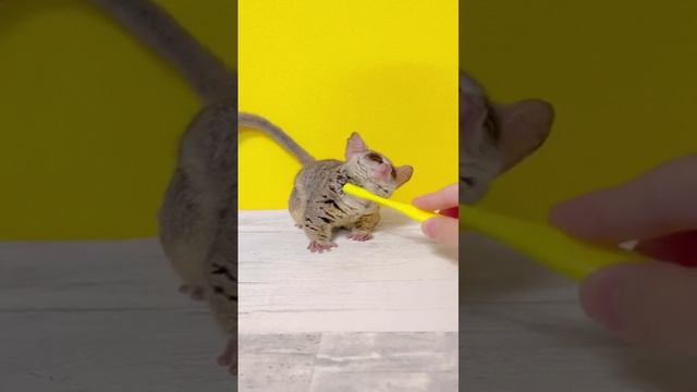 Милота ☺️ смотреть онлайн