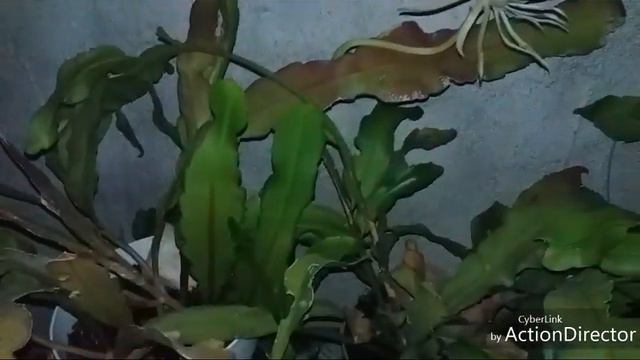 Ночная Красавица✨Епифилум. смотреть онлайн