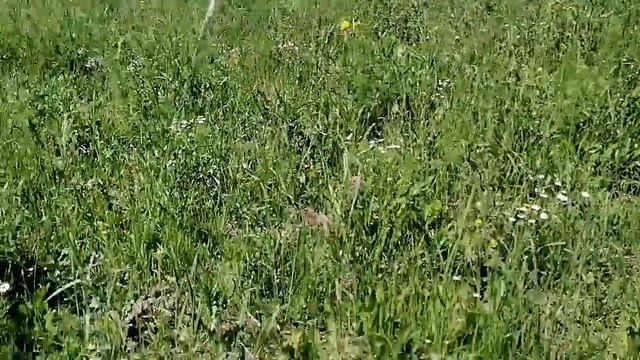 Мышиный горошек смотреть онлайн