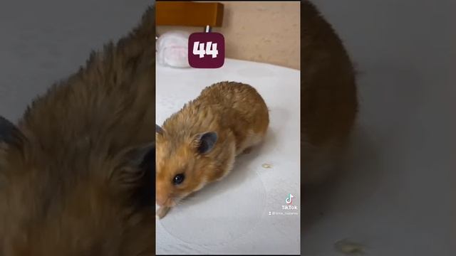 ХОМЯК ЗАПИХНУЛ 140 СЕМЕЧЕК В РОТ!!!?? смотреть онлайн