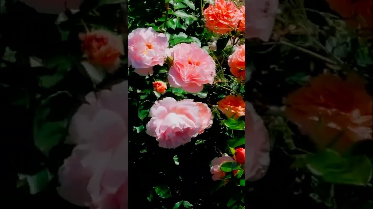 Сангерхаузер Юбиляумсрозе Sangerhauser Jubilaumorose, Kordes смотреть онлайн