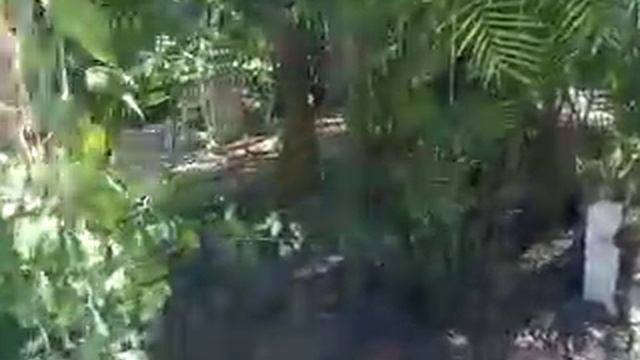 iguana rosa смотреть онлайн