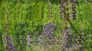 Природа Весна Лес  Пение птицы Пеночка в хвойном лесу