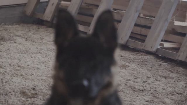 Барклай. Немецкая овчарка. #1