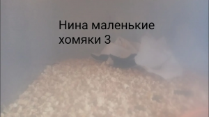 Нина маленькие хомяки 3