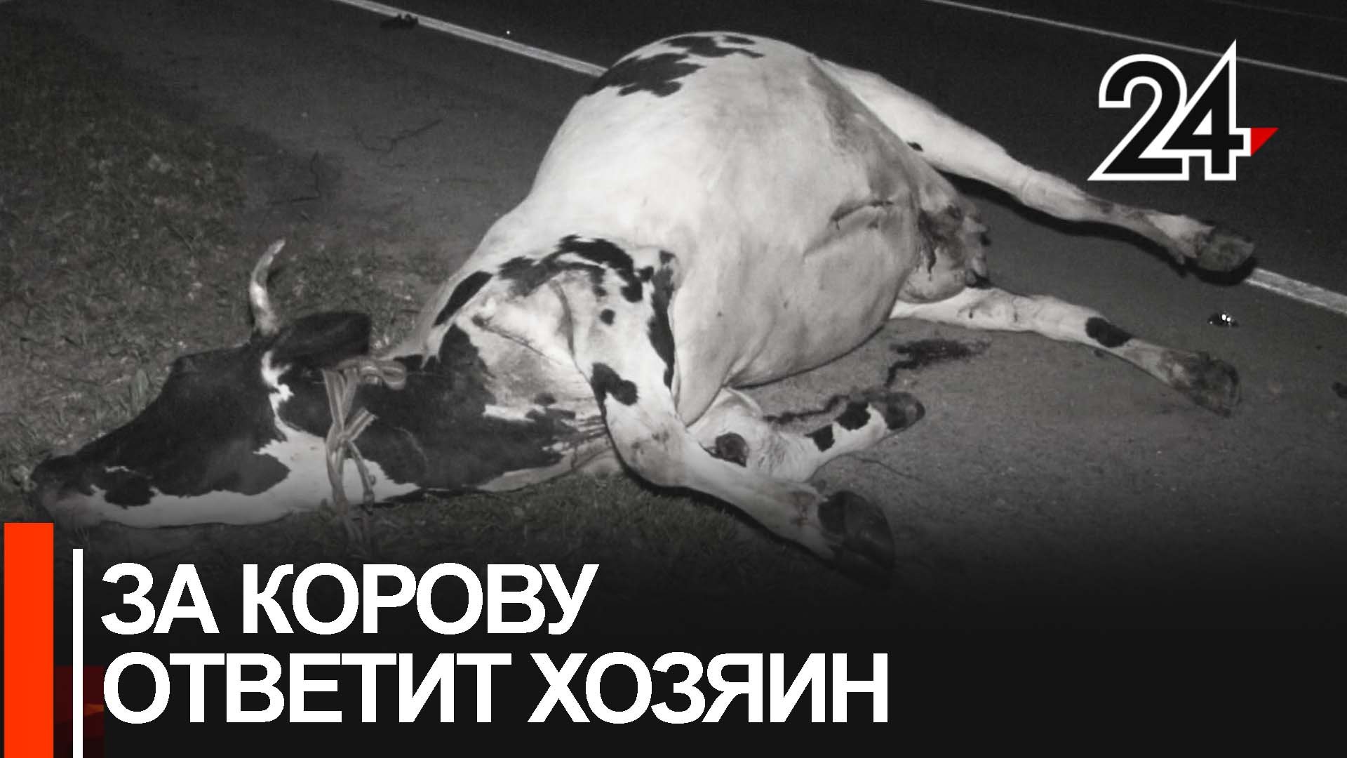 Пенсионеры должны выплатить автовладельцу пол миллиона рублей за сбитую им корову смотреть онлайн