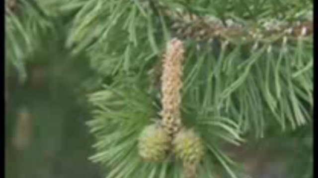 Приколы природы смотреть онлайн