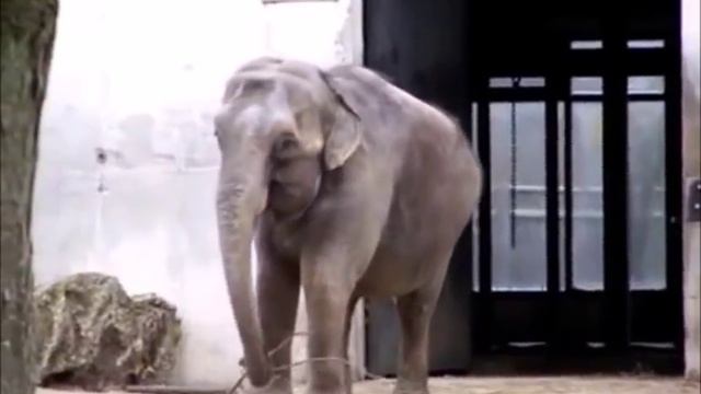 Retire Ruth from Buttonwood Park Zoo to The Elephant Sanctuary смотреть онлайн