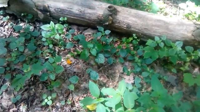 Forest Walk. Clavaria