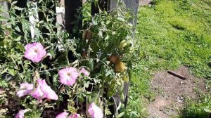 Томат Перцевидный крепыш, напоминает мне Петрушу огородника. Обзор томатов по сортам на 6.08.21