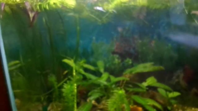 Poecilia wingei Гуппи японские голубые смотреть онлайн