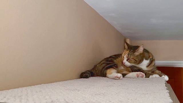 If You Rent and Your Cats are Bored, Watch This смотреть онлайн