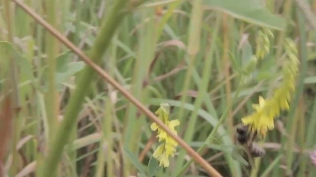 Стихи Поэтов Кузбасса - МАОУ "СОШ №36" - г.Кемерово смотреть онлайн