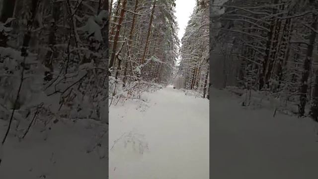 Охота на кабана Саян отбил поросенка от стада смотреть онлайн