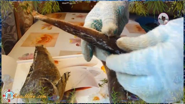 Бычок рыба фото и видео от Petr de Cril’on & SonyKpK смотреть онлайн