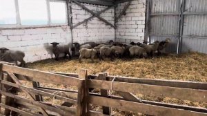 Суффолк и Волгоградский меринос. F1 межпородное скрещивание. #овцеводство #sheep #овцы