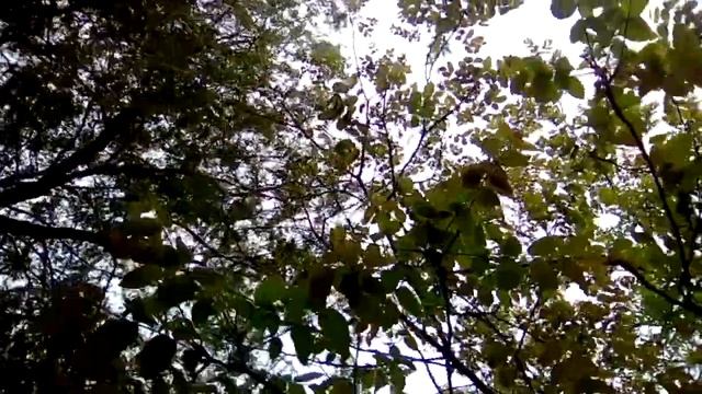 Садъ - Кино. Клип 2019. смотреть онлайн