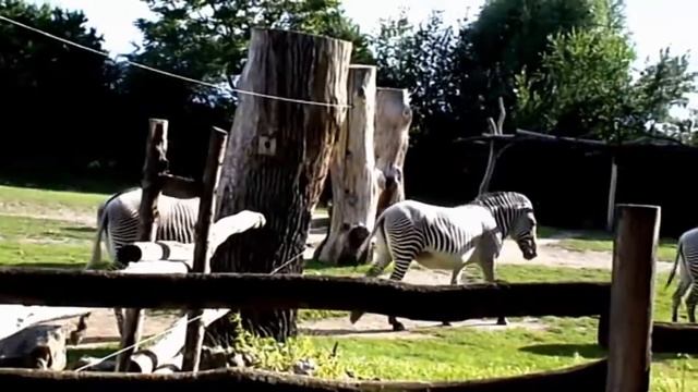 Relaxed Zebras On The Meadow - Зебры на лугу - Zebras Auf Der Wiese