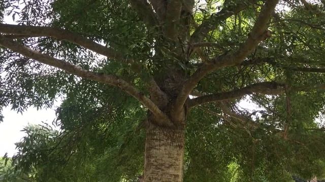 Narrow Leaved Ash (Fraxinus angustifolia) - trunk & leaves - June 2018 смотреть онлайн