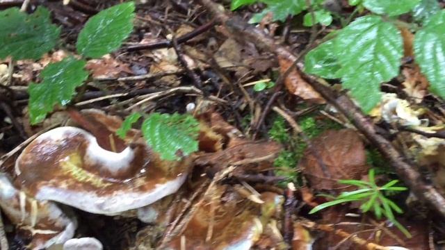 Ежовик жёлтый/Hydnum repandum/ - вкусный съедобный гриб. Готовим ежовики. смотреть онлайн