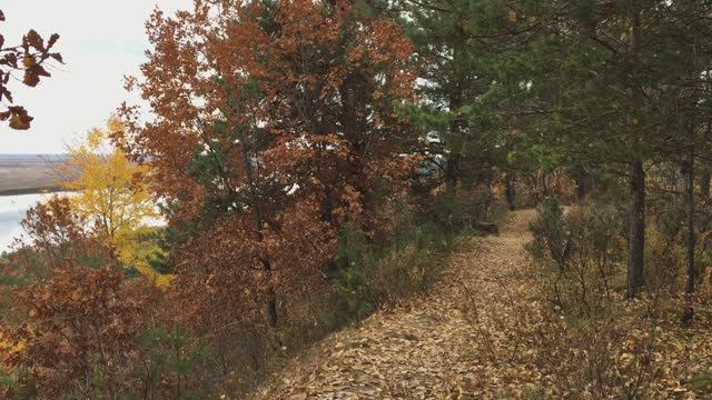 Амурская область. Природа, прогулка по лесу,  лесной пейзаж.