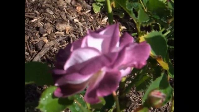 Huddersfield Choral Society Rose