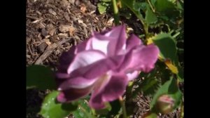 Huddersfield Choral Society Rose
