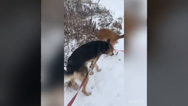 Атака собаки на человека/собаки выгуливают людей😂 смотреть онлайн