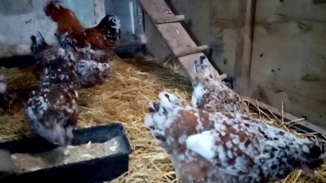 Русская хохлатая порода кур, окрас ситец!!! Наша жар птица!!! смотреть онлайн