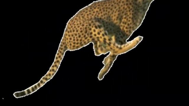 #Животные -графика .Animals,animation.