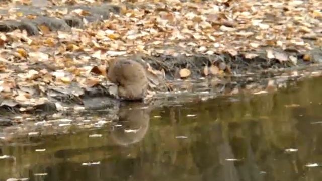 Мужики ловили рыбу, а поймали... 2 смотреть онлайн