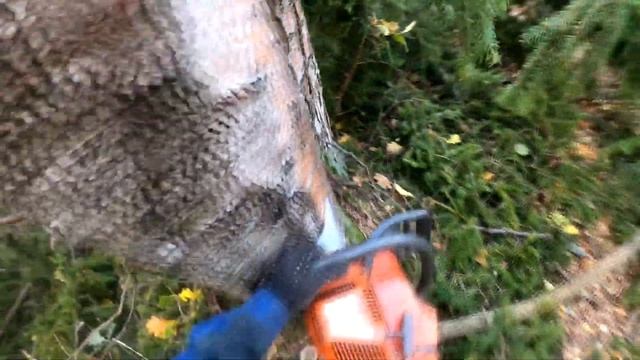 Лесозаготовка от А до Я. О лесе и не только...