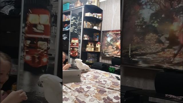 Домашний попугай КАКАДУ АЛЬБА ИГРАЕТ с ребенком, Жако смотрит смотреть онлайн