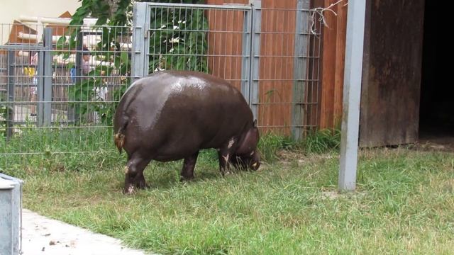Самый старый карликовый бегемотик (50 лет) в Ростовском зоопарке. 26.07.21 г. смотреть онлайн