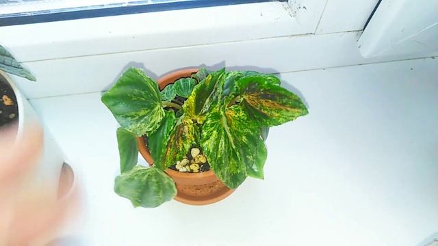 Комнатные растения //обзор окна//эвкалипт из семян смотреть онлайн